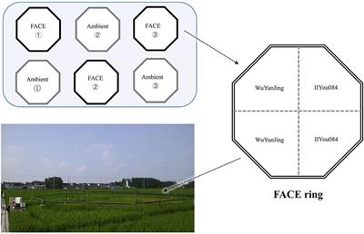 Divergent Responses of the Diazotrophic Microbiome to Elevated CO2 in Two Rice Cultivars